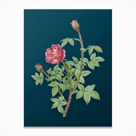 Vintage Moss Rose Botanical Art on Teal Blue n.0901 Canvas Print