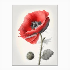 Poppy Herb Pencil Colour Canvas Print