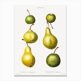 Pear, Pierre Joseph Redoute (3) 1 Canvas Print