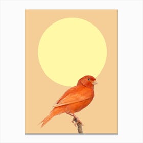 Japanese Sunbird Canvas Print
