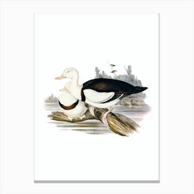 Vintage Radjah Shieldrake Bird Illustration on Pure White n.0330 Canvas Print