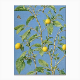 Lemon tree Vintage 2 Botanical Canvas Print
