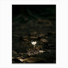 Single Flower In The Dark 98 Canvas Print