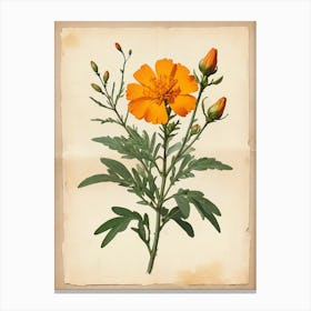 Vintage Of Herbarium Marigold Canvas Print