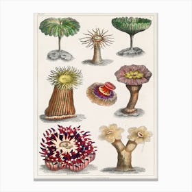 Different Kinds Of Actiniae, Or Animal Flowers, Oliver Goldsmith Canvas Print