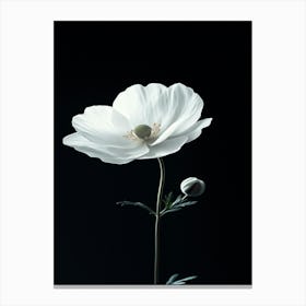 White Poppy Canvas Print