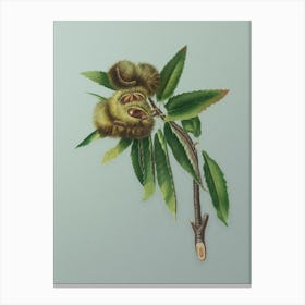 Vintage Spanish Chestnut Botanical Art on Mint Green n.0650 Canvas Print