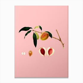 Vintage Peach Botanical on Soft Pink n.0620 Canvas Print