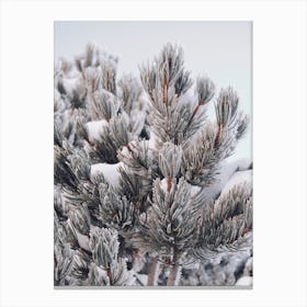 Blue Spruce Pine In Snow Canvas Print