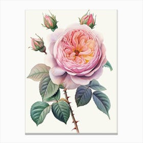 English Roses Painting Detailed Botanical 2 Canvas Print