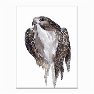 Osprey Canvas Print