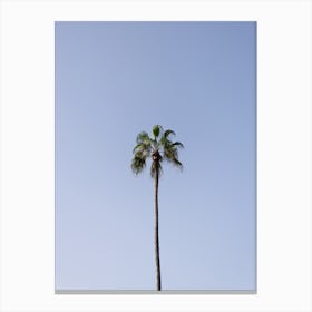 Palm tree, clear sky, Tenerife, Canary Islands Canvas Print