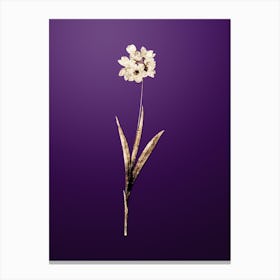 Gold Botanical Ixia Maculata on Royal Purple n.4475 Canvas Print
