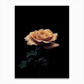 Rose On A Black Background 35 Canvas Print