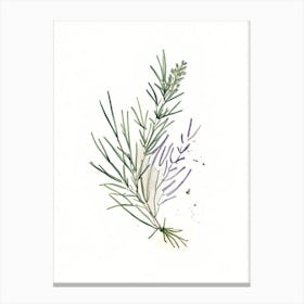 Rosemary Herb Minimalist Watercolour Canvas Print