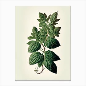 Oregano Leaf Vintage Botanical 2 Canvas Print