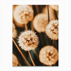 Allium 1 Canvas Print