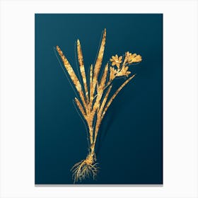 Vintage Gladiolus Xanthospilus Botanical in Gold on Teal Blue n.0125 Canvas Print