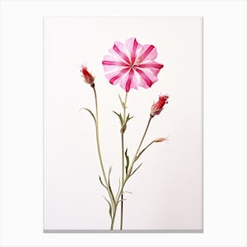 Pressed Wildflower Botanical Art Fire Pink Silene Virginica Flower 3 Canvas Print