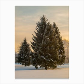 Fir Trees In The Snow Canvas Print