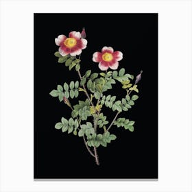 Vintage Variegated Burnet Rose Botanical Illustration on Solid Black n.0088 Canvas Print
