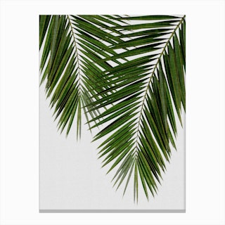 Palm Leaf II Canvas Print