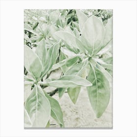 Green Leaves In The Sand Canvas Print
