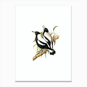 Vintage Tasmanian Crow Shrike Bird Illustration on Pure White Canvas Print