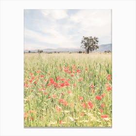 Puglia, Italy I Fields of wild red poppy flowers, natural boho bohemian photography in the Italian countryside of Mediterranean landscapes with a retro vintage pastel green summer aesthetic like in Tuscany Canvas Print