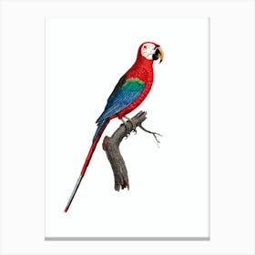 Vintage Scarlet Ara Macaw Illustration on Pure White Canvas Print
