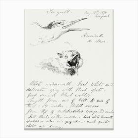 Seagull (1874), John Singer Sargent Canvas Print