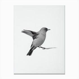 Blackbird B&W Pencil Drawing 1 Bird Canvas Print