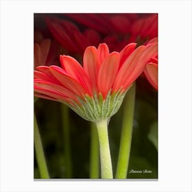 Red Gerberas 1 Canvas Print