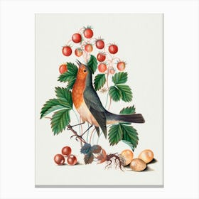 Robin Canvas Print