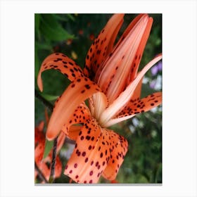 Lilly Flower Floral Vertical Spots Dots Orange Photography Photo Dining Kitchen Bedroom Canvas Print