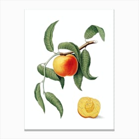 Vintage Peach Botanical Illustration on Pure White n.0850 Canvas Print