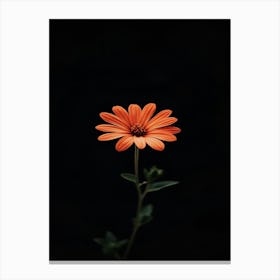 Single Flower 8 Canvas Print