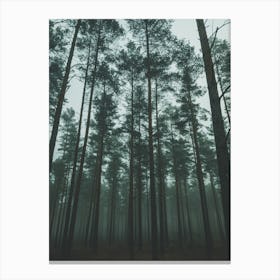 Foggy Forest 2 Canvas Print