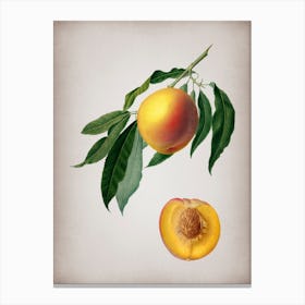 Vintage Peach Botanical on Parchment n.0861 Canvas Print