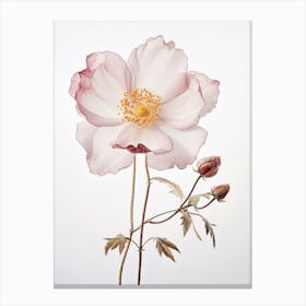 Pressed Wildflower Botanical Art Wild Rose 1 Canvas Print