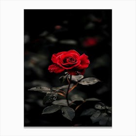 Dark Rose 110 Canvas Print