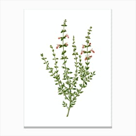Vintage Cat Thyme Plant Botanical Illustration on Pure White Canvas Print