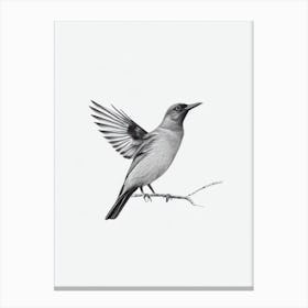 Blackbird B&W Pencil Drawing 2 Bird Canvas Print