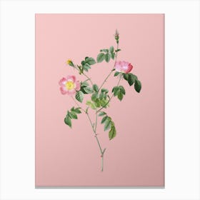 Vintage Pink Austrian Copper Rose Botanical on Soft Pink n.0086 Canvas Print