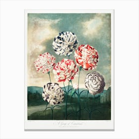 A Group Of Carnations From The Temple Of Flora (1807), Robert John Thornton Canvas Print