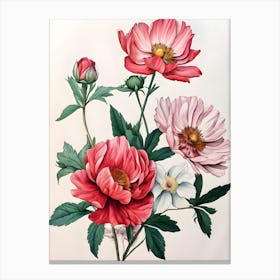 Peonies 8 Canvas Print