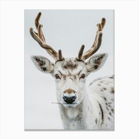 Spruce Deer Canvas Print