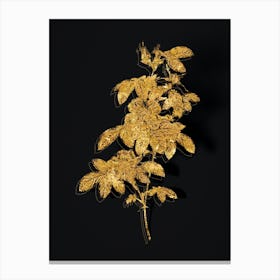 Vintage Single May Rose Botanical in Gold on Black n.0592 Canvas Print