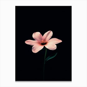 Pink Flower On Black Background 10 Canvas Print