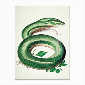Cuban Green Snake Vintage Canvas Print